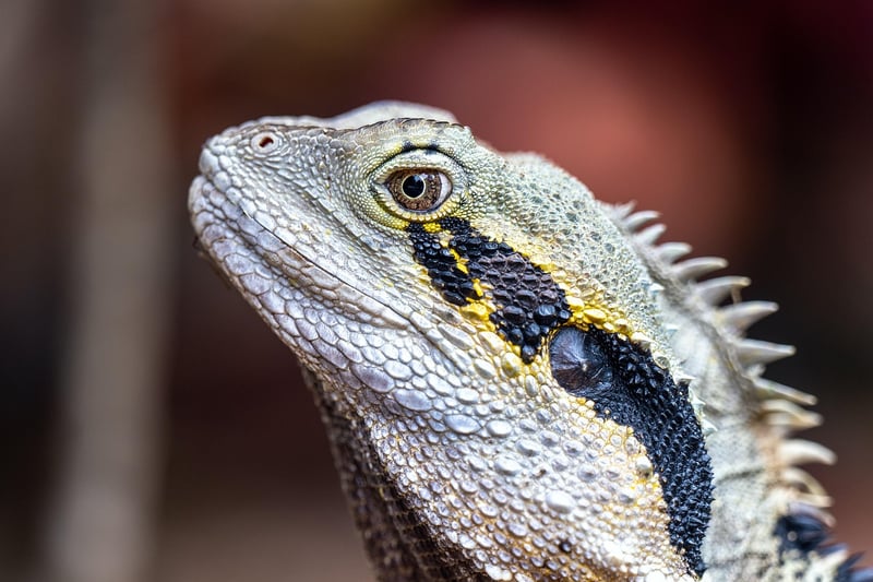 Dragon Image